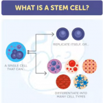 Stem cell