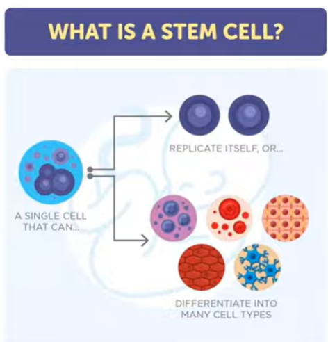 Stem cell