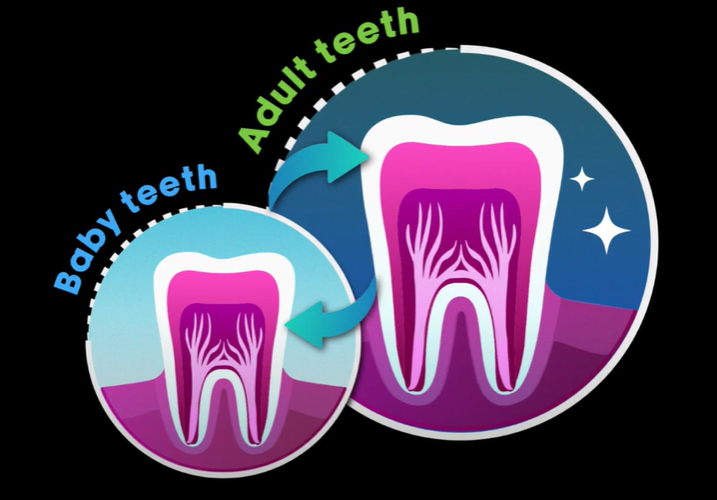 baby teeth